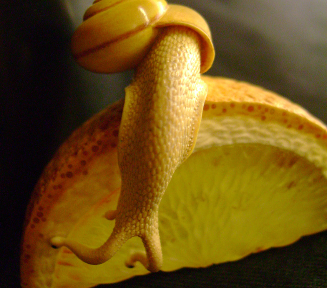 orangesnail, Cornel, Schneider, Boxwood, Buchsbaum,  amber, bernstein, ebony, jpeg, jpg, scuplture, Schnitzerei, Carving, netsuke