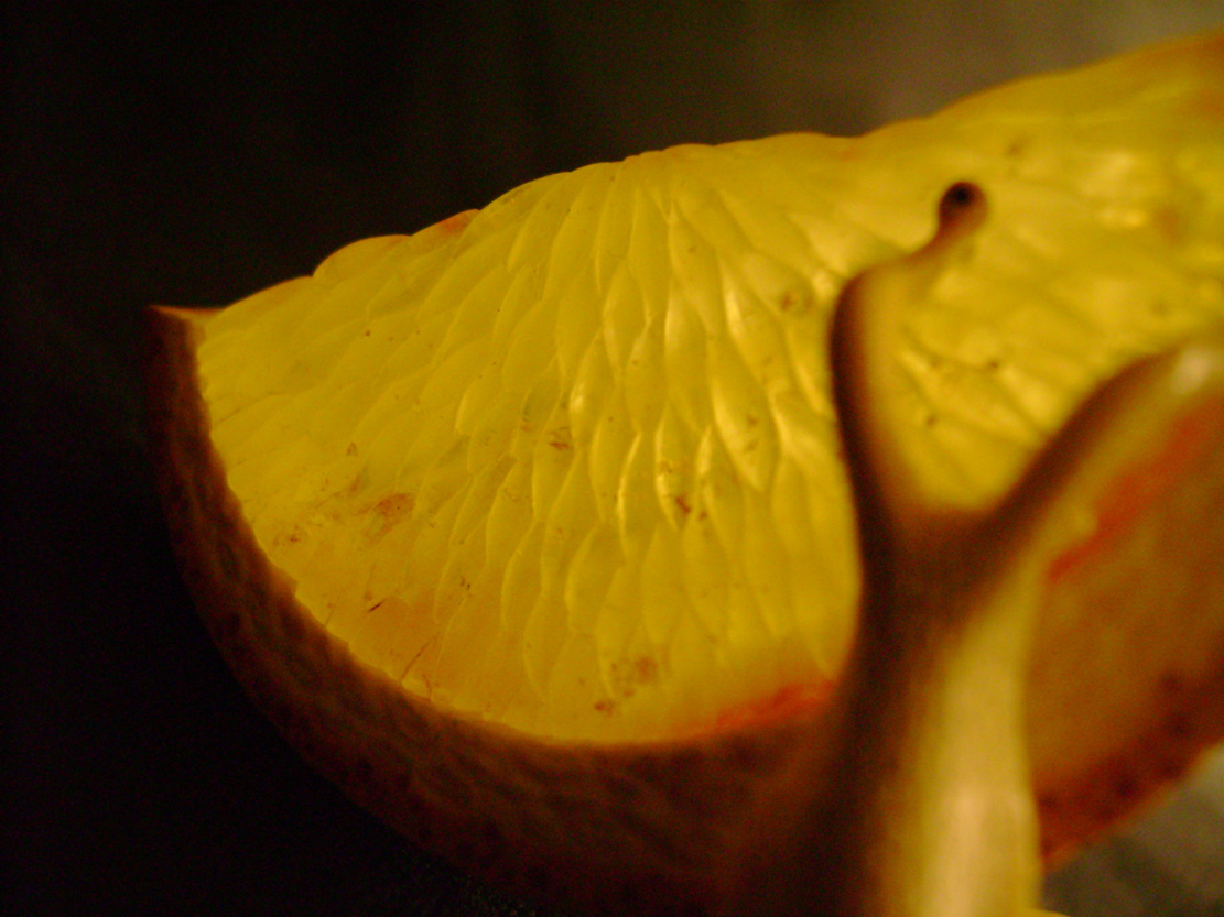 orangesnail, Cornel, Schneider, Boxwood, Buchsbaum,  amber, bernstein, ebony, jpeg, jpg, scuplture, Schnitzerei, Carving, netsuke