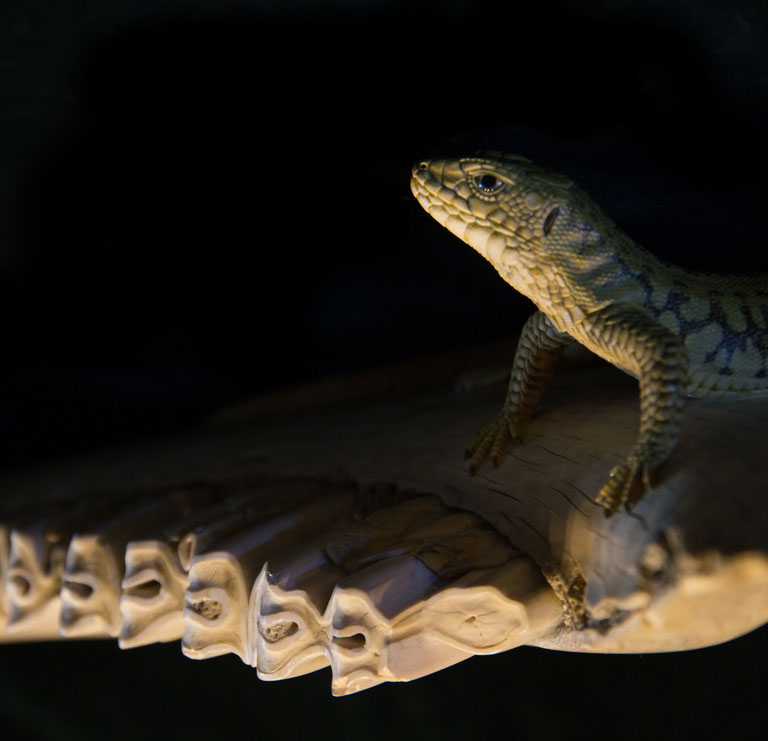 Eisvogel, Kingfisher, Watersplash, Hunting, Fish, Cornel, Schneider, Boxwood, Buchsbaum, jpeg, jpg, scuplture, Schnitzerei, Carving, okimono