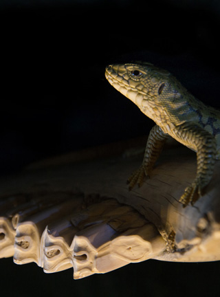 Snake, Schlange, Toad, Kröte, Cornel, Schneider, Boxwood, Buchsbaum, jpeg, jpg, scuplture, Schnitzerei, Carving, okimono