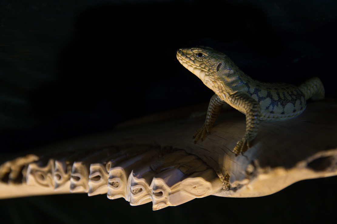 Snake, Schlange, Toad, Kröte, Cornel, Schneider, Boxwood, Buchsbaum, jpeg, jpg, scuplture, Schnitzerei, Carving, okimono