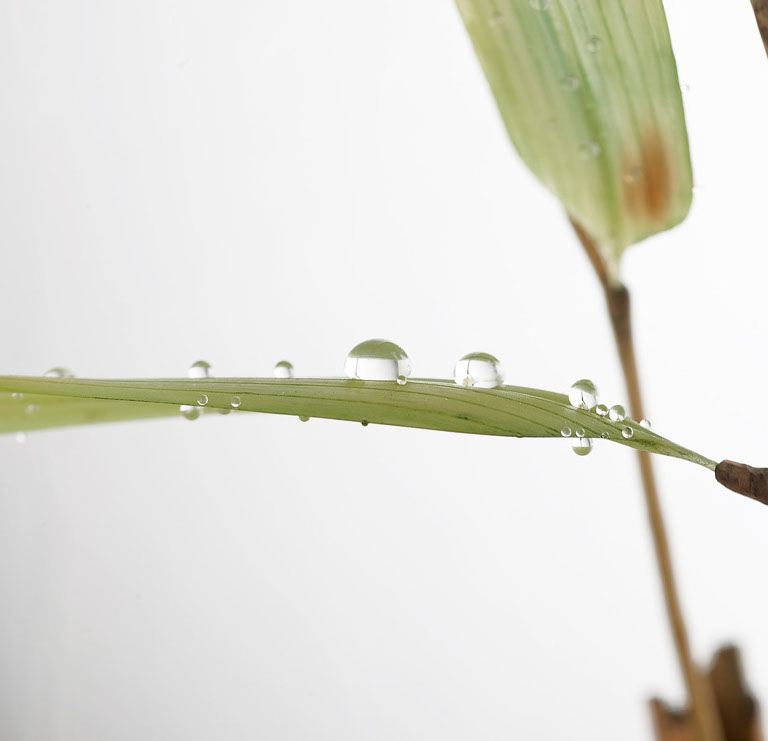 Eisvogel, Kingfisher, Watersplash, Hunting, Fish, Cornel, Schneider, Boxwood, Buchsbaum, jpeg, jpg, scuplture, Schnitzerei, Carving, okimono