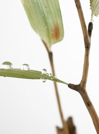 Snake, Schlange, Toad, Kröte, Cornel, Schneider, Boxwood, Buchsbaum, jpeg, jpg, scuplture, Schnitzerei, Carving, okimono