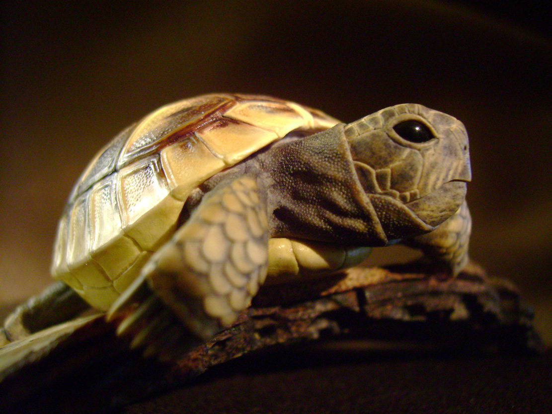 turtle on bark, schildkröte, Cornel, Schneider, Boxwood, Buchsbaum, ebony, buffalo horn, jpeg, jpg, scuplture, Schnitzerei, Carving, netsuke