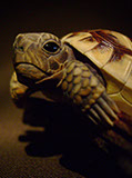 turtle on bark, schildkröte, Cornel, Schneider, Boxwood, Buchsbaum, ebony, buffalo horn, jpeg, jpg, scuplture, Schnitzerei, Carving, netsuke