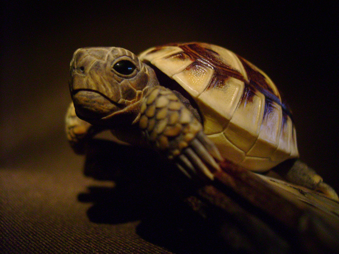 turtle on bark, schildkröte, Cornel, Schneider, Boxwood, Buchsbaum, ebony, buffalo horn, jpeg, jpg, scuplture, Schnitzerei, Carving, netsuke