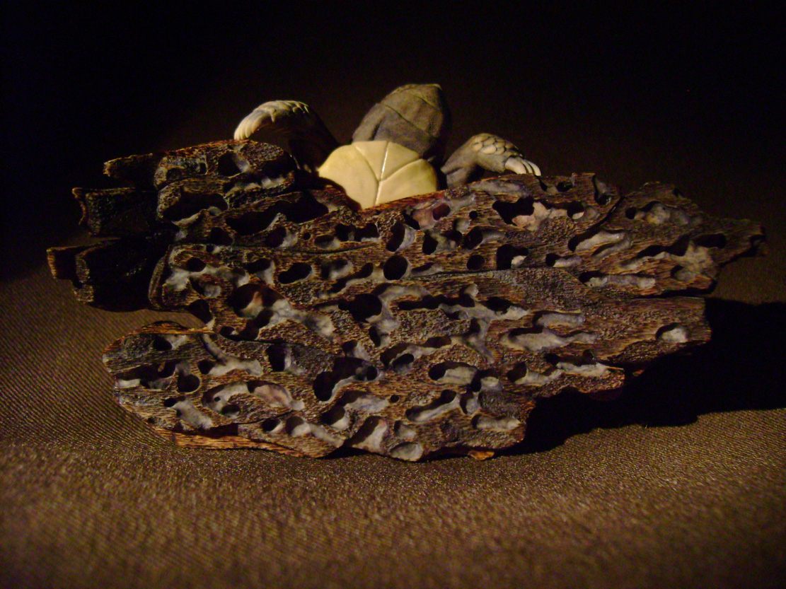 turtle on bark, schildkröte, Cornel, Schneider, Boxwood, Buchsbaum, ebony, buffalo horn, jpeg, jpg, scuplture, Schnitzerei, Carving, netsuke
