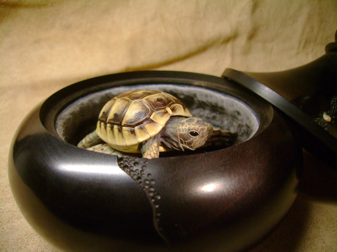 turtle on bark, schildkröte, Cornel, Schneider, Boxwood, Buchsbaum, ebony, buffalo horn, jpeg, jpg, scuplture, Schnitzerei, Carving, netsuke