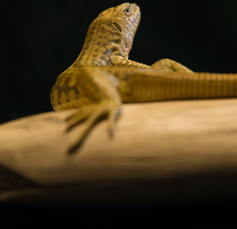 Eisvogel, Kingfisher, Watersplash, Hunting, Fish, Cornel, Schneider, Boxwood, Buchsbaum, jpeg, jpg, scuplture, Schnitzerei, Carving, okimono