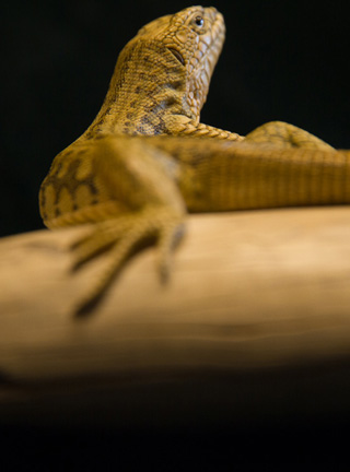 Snake, Schlange, Toad, Kröte, Cornel, Schneider, Boxwood, Buchsbaum, jpeg, jpg, scuplture, Schnitzerei, Carving, okimono