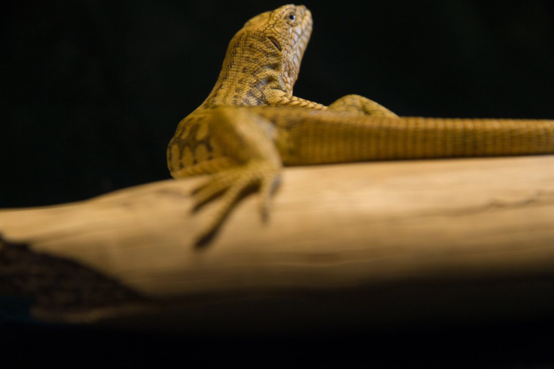 Snake, Schlange, Toad, Kröte, Cornel, Schneider, Boxwood, Buchsbaum, jpeg, jpg, scuplture, Schnitzerei, Carving, okimono