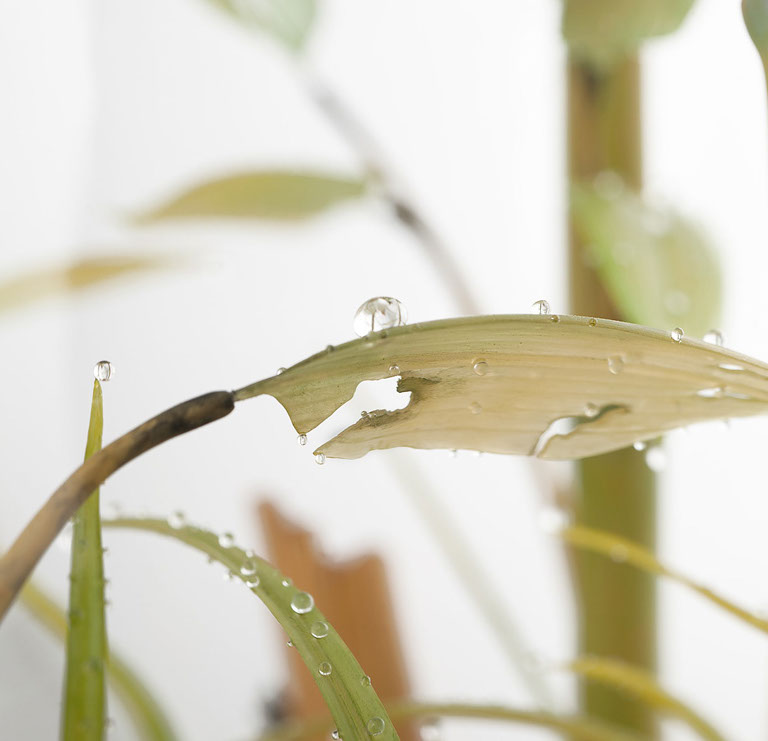 Eisvogel, Kingfisher, Watersplash, Hunting, Fish, Cornel, Schneider, Boxwood, Buchsbaum, jpeg, jpg, scuplture, Schnitzerei, Carving, okimono