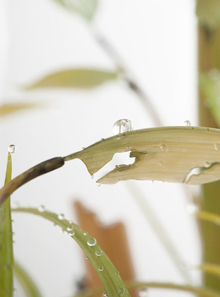 Snake, Schlange, Toad, Kröte, Cornel, Schneider, Boxwood, Buchsbaum, jpeg, jpg, scuplture, Schnitzerei, Carving, okimono
