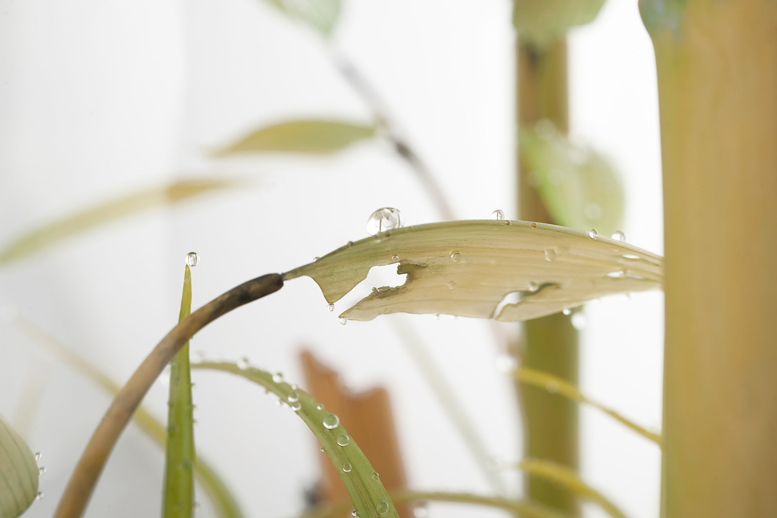 Eisvogel, Kingfisher, Watersplash, Hunting, Fish, Cornel, Schneider, Boxwood, Buchsbaum, jpeg, jpg, scuplture, Schnitzerei, Carving, okimono