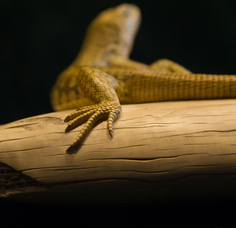 Eisvogel, Kingfisher, Watersplash, Hunting, Fish, Cornel, Schneider, Boxwood, Buchsbaum, jpeg, jpg, scuplture, Schnitzerei, Carving, okimono