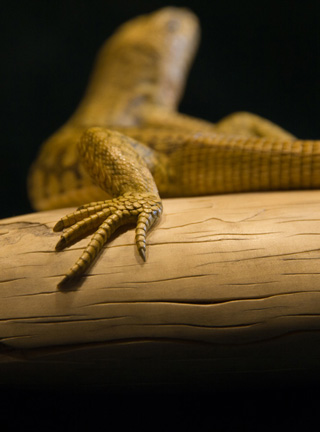 Snake, Schlange, Toad, Kröte, Cornel, Schneider, Boxwood, Buchsbaum, jpeg, jpg, scuplture, Schnitzerei, Carving, okimono