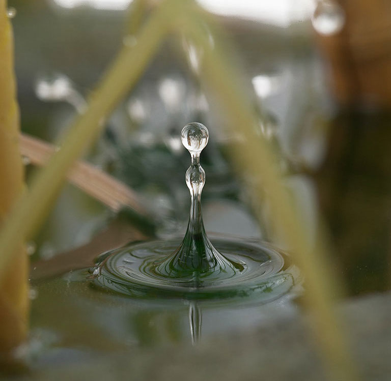 Eisvogel, Kingfisher, Watersplash, Hunting, Fish, Cornel, Schneider, Boxwood, Buchsbaum, jpeg, jpg, scuplture, Schnitzerei, Carving, okimono