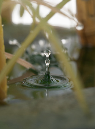 Snake, Schlange, Toad, Kröte, Cornel, Schneider, Boxwood, Buchsbaum, jpeg, jpg, scuplture, Schnitzerei, Carving, okimono