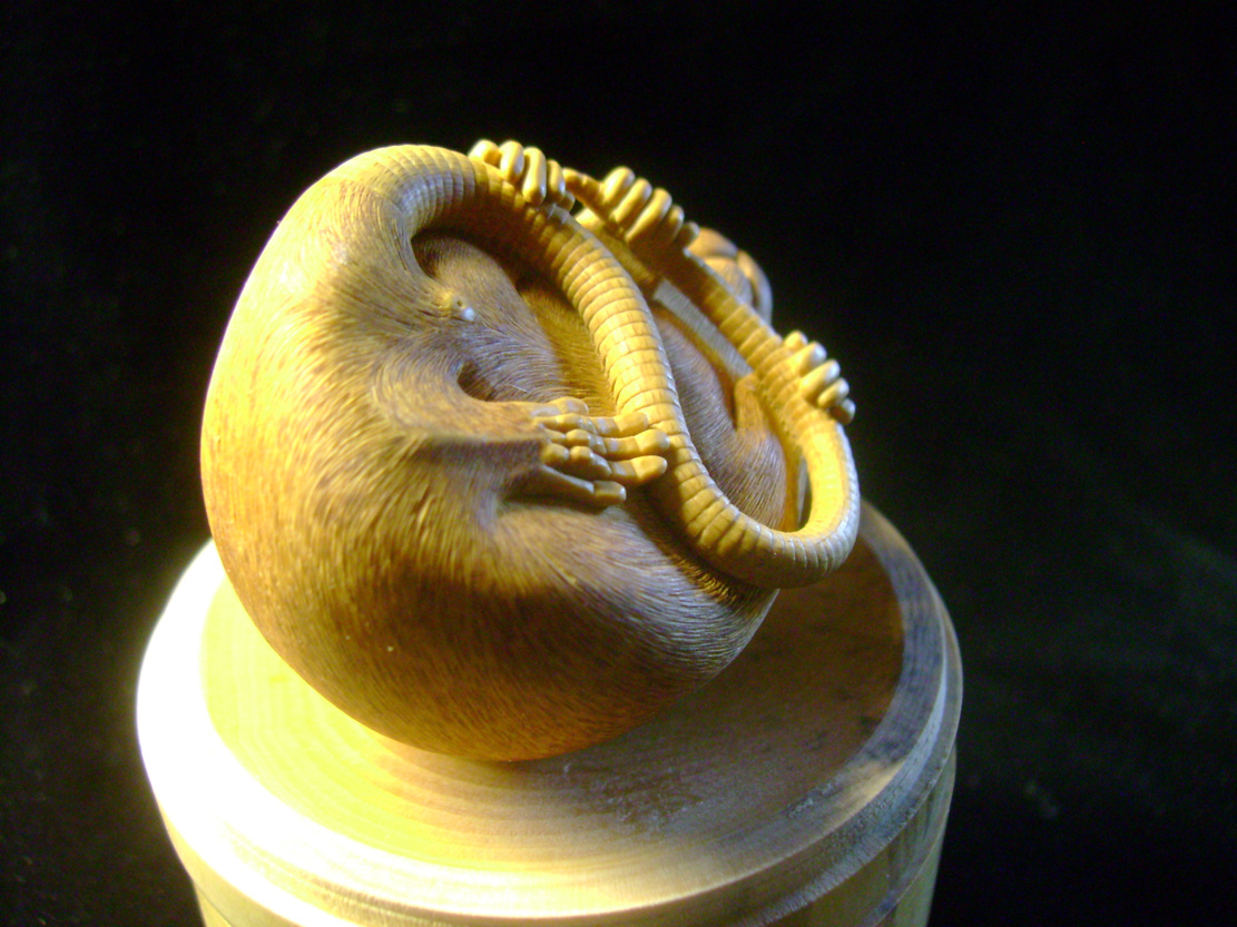 HOMMAGE À TOMOKAZU, rat, ratte, box, Cornel, Schneider, Boxwood, Buchsbaum,  jpeg, jpg, scuplture, Schnitzerei, Carving, netsuke