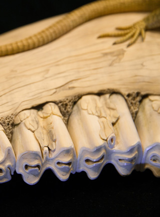 Snake, Schlange, Toad, Kröte, Cornel, Schneider, Boxwood, Buchsbaum, jpeg, jpg, scuplture, Schnitzerei, Carving, okimono