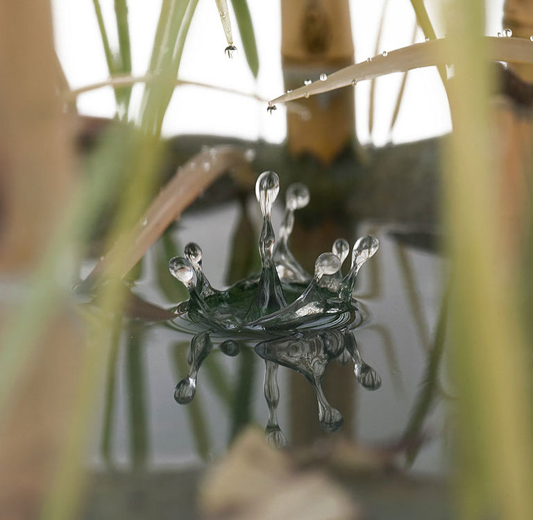 Eisvogel, Kingfisher, Watersplash, Hunting, Fish, Cornel, Schneider, Boxwood, Buchsbaum, jpeg, jpg, scuplture, Schnitzerei, Carving, okimono