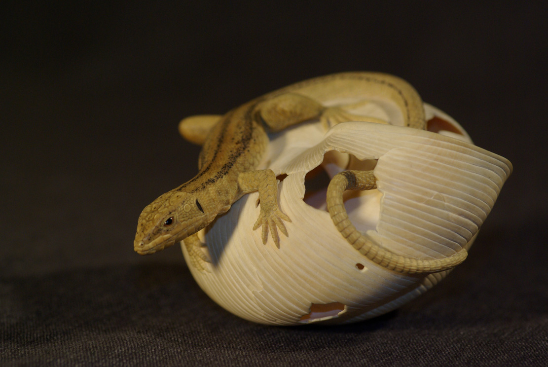 LIZARD ON SNAILHOUSE, Eidechse, Schneckenhaus, Cornel, Schneider, Boxwood, Buchsbaum,  jpeg, jpg, scuplture, Schnitzerei, Carving, okimono
