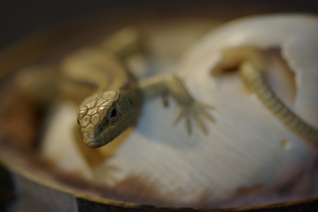 LIZARD ON SNAILHOUSE, Eidechse, Schneckenhaus, Cornel, Schneider, Boxwood, Buchsbaum,  jpeg, jpg, scuplture, Schnitzerei, Carving, okimono