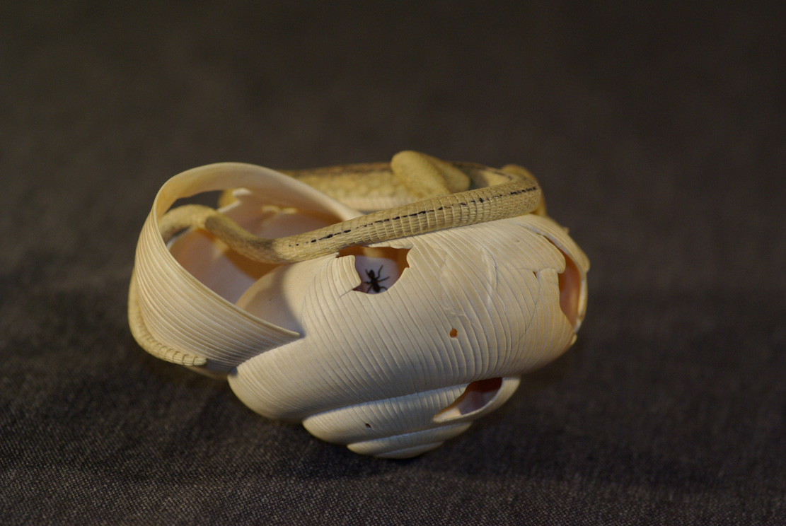 LIZARD ON SNAILHOUSE, Eidechse, Schneckenhaus, Cornel, Schneider, Boxwood, Buchsbaum,  jpeg, jpg, scuplture, Schnitzerei, Carving, okimono