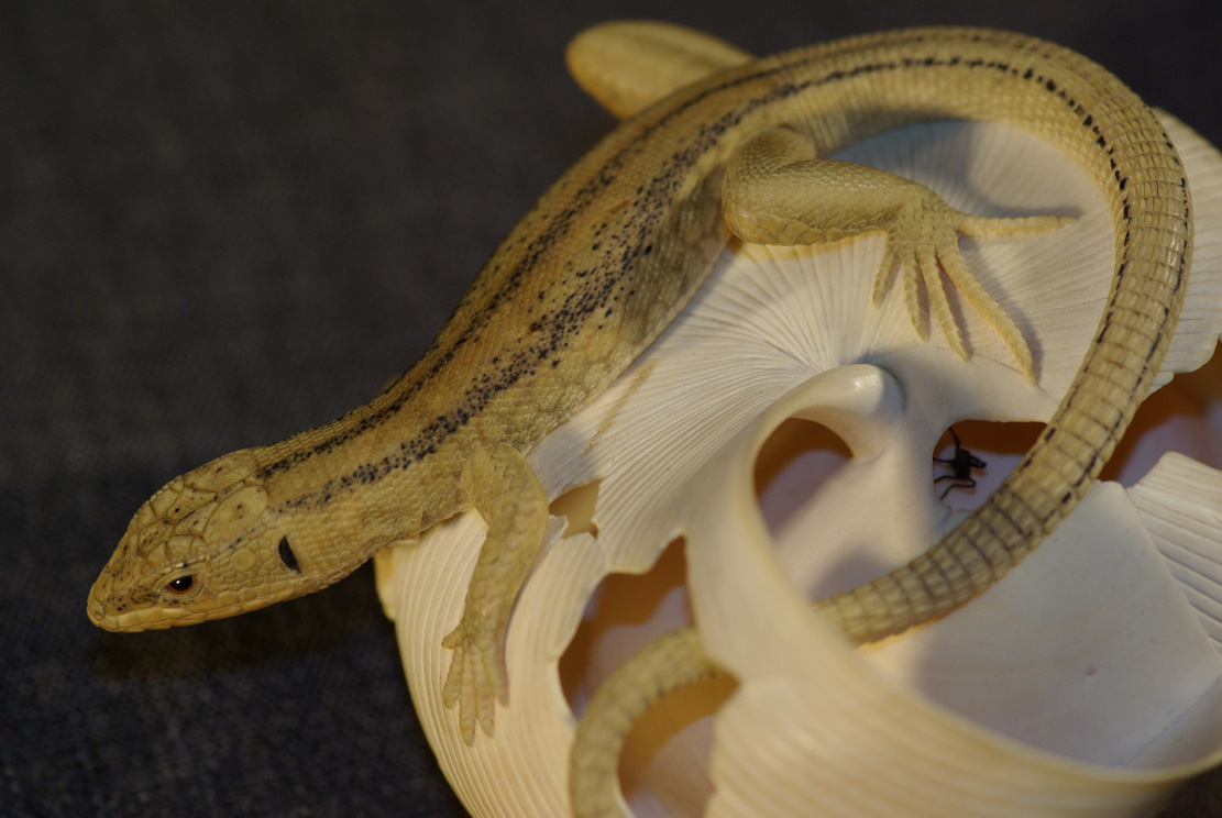 LIZARD ON SNAILHOUSE, Eidechse, Schneckenhaus, Cornel, Schneider, Boxwood, Buchsbaum,  jpeg, jpg, scuplture, Schnitzerei, Carving, okimono