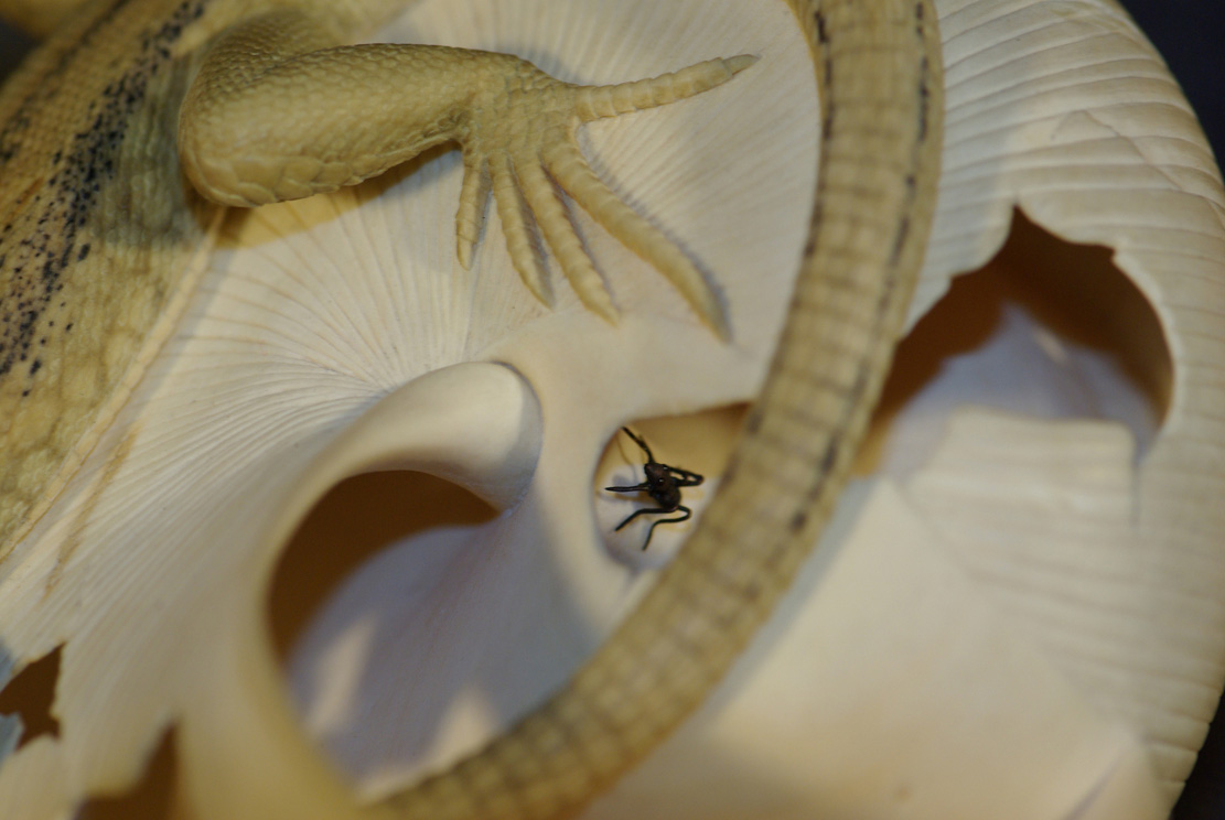 LIZARD ON SNAILHOUSE, Eidechse, Schneckenhaus, Cornel, Schneider, Boxwood, Buchsbaum,  jpeg, jpg, scuplture, Schnitzerei, Carving, okimono