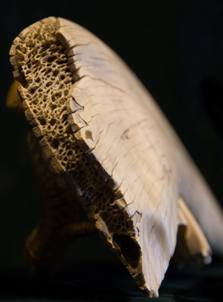 Snake, Schlange, Toad, Kröte, Cornel, Schneider, Boxwood, Buchsbaum, jpeg, jpg, scuplture, Schnitzerei, Carving, okimono