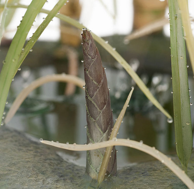 Eisvogel, Kingfisher, Watersplash, Hunting, Fish, Cornel, Schneider, Boxwood, Buchsbaum, jpeg, jpg, scuplture, Schnitzerei, Carving, okimono