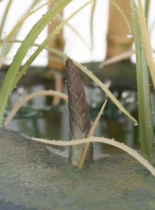 Snake, Schlange, Toad, Kröte, Cornel, Schneider, Boxwood, Buchsbaum, jpeg, jpg, scuplture, Schnitzerei, Carving, okimono