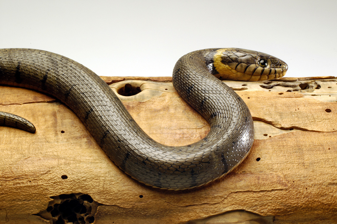 Natrix-Natrix, Ringelnatter, Grass snake, rindged, Cornel, Schneider, Boxwood, Buchsbaum,  jpeg, jpg, scuplture, Schnitzerei, Carving, okimono