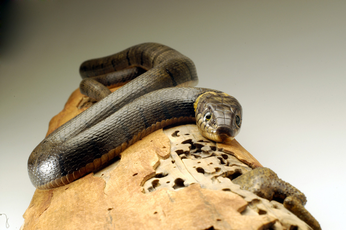 Natrix-Natrix, Ringelnatter, Grass snake, rindged, Cornel, Schneider, Boxwood, Buchsbaum,  jpeg, jpg, scuplture, Schnitzerei, Carving, okimono