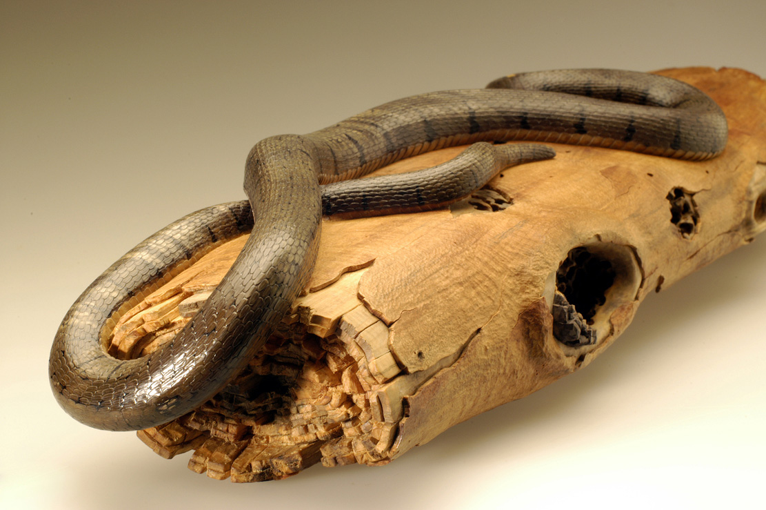 Natrix-Natrix, Ringelnatter, Grass snake, rindged, Cornel, Schneider, Boxwood, Buchsbaum,  jpeg, jpg, scuplture, Schnitzerei, Carving, okimono