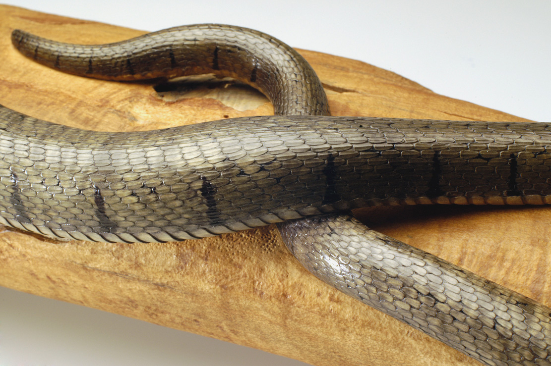 Natrix-Natrix, Ringelnatter, Grass snake, rindged, Cornel, Schneider, Boxwood, Buchsbaum,  jpeg, jpg, scuplture, Schnitzerei, Carving, okimono