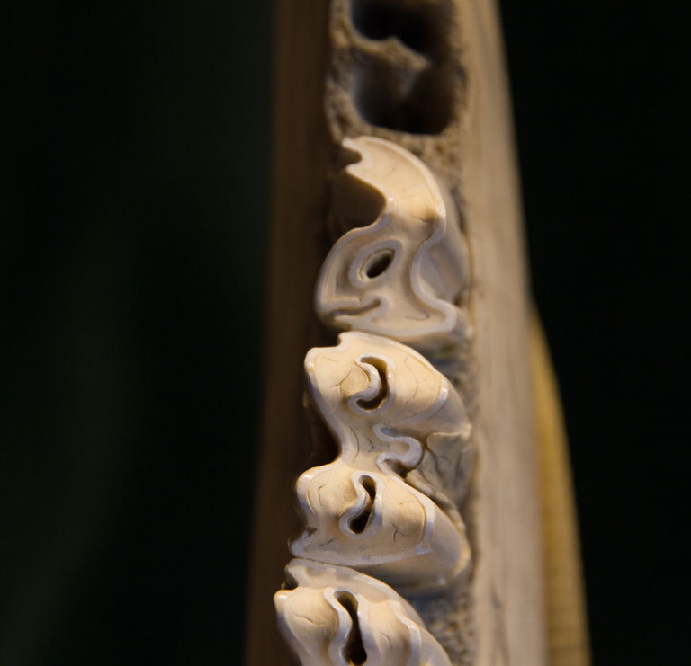 Eisvogel, Kingfisher, Watersplash, Hunting, Fish, Cornel, Schneider, Boxwood, Buchsbaum, jpeg, jpg, scuplture, Schnitzerei, Carving, okimono