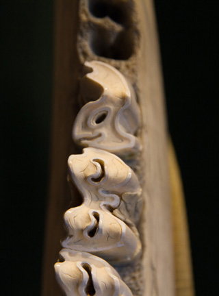 Snake, Schlange, Toad, Kröte, Cornel, Schneider, Boxwood, Buchsbaum, jpeg, jpg, scuplture, Schnitzerei, Carving, okimono