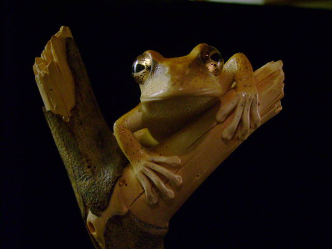 treefrog, Baumfrosch,Cornel, Schneider, Boxwood, Buchsbaum,  jpeg, jpg, scuplture, Schnitzerei, Carving, netsuke, okimono