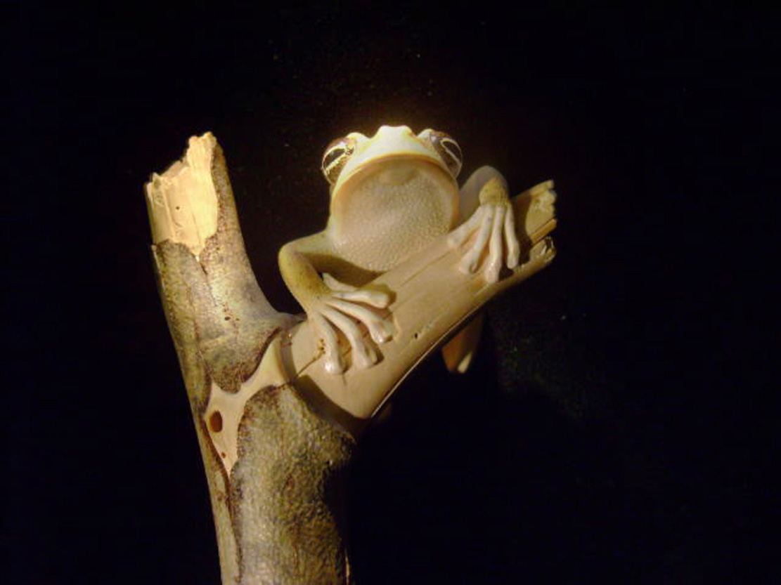 treefrog, Baumfrosch,Cornel, Schneider, Boxwood, Buchsbaum,  jpeg, jpg, scuplture, Schnitzerei, Carving, netsuke, okimono