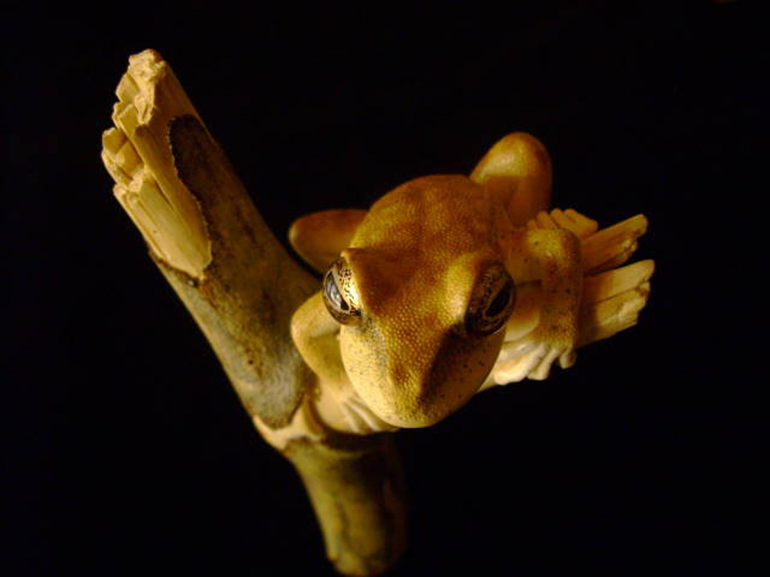 treefrog, Baumfrosch,Cornel, Schneider, Boxwood, Buchsbaum,  jpeg, jpg, scuplture, Schnitzerei, Carving, netsuke, okimono