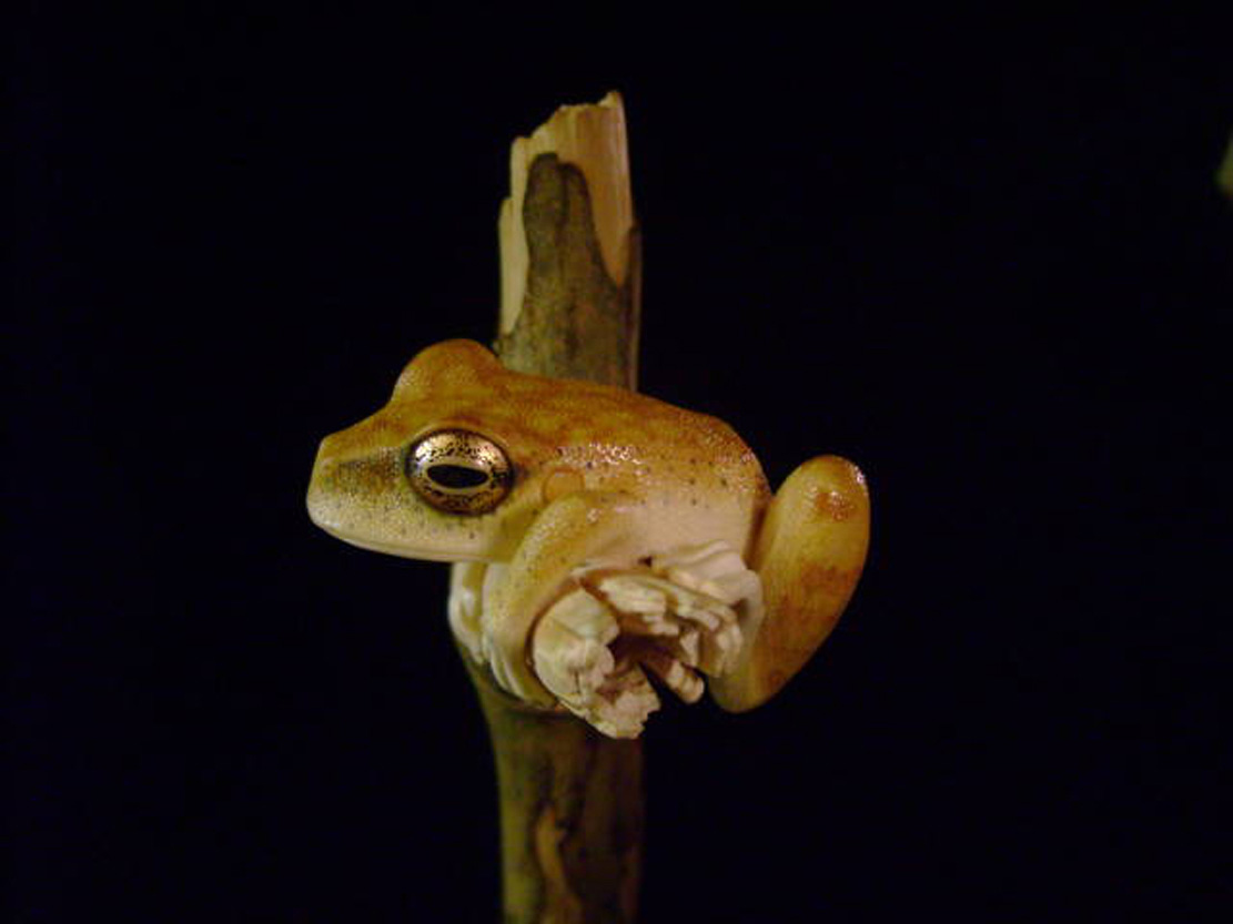 treefrog, Baumfrosch,Cornel, Schneider, Boxwood, Buchsbaum,  jpeg, jpg, scuplture, Schnitzerei, Carving, netsuke, okimono