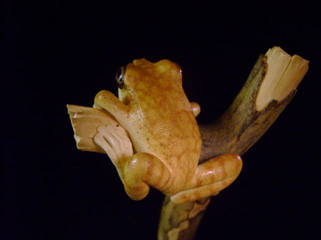 treefrog, Baumfrosch,Cornel, Schneider, Boxwood, Buchsbaum,  jpeg, jpg, scuplture, Schnitzerei, Carving, netsuke, okimono