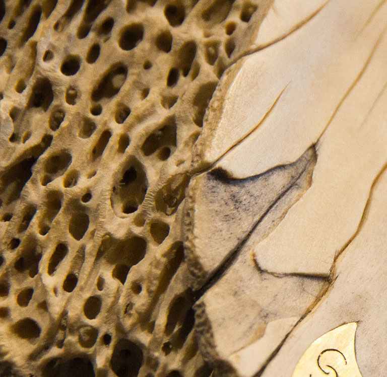 toad on lotusleaf, Kröte, Cornel, Schneider, Boxwood, Buchsbaum, Acrylglas, Ivory, jpeg, jpg, scuplture, Schnitzerei, Carving, okimono