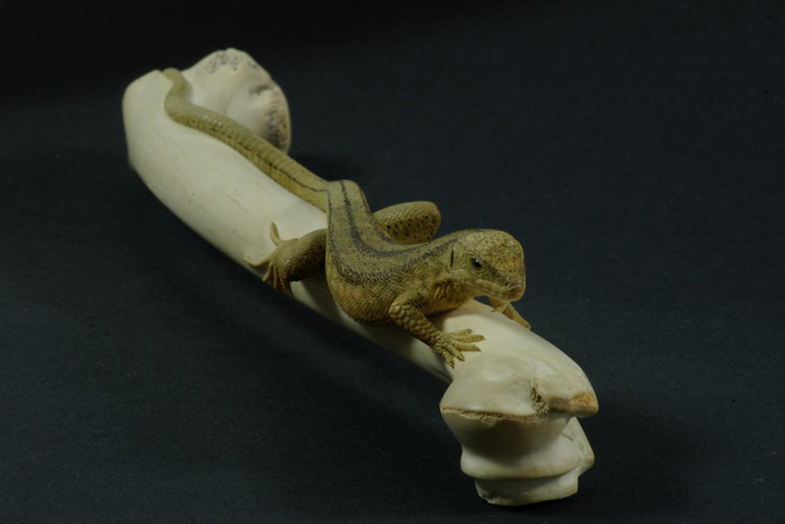 LIZARD ON BONE, Eidechse, Knochen, Cornel, Schneider, Boxwood, Buchsbaum,  jpeg, jpg, scuplture, Schnitzerei, Carving, sashi, netsuke, 