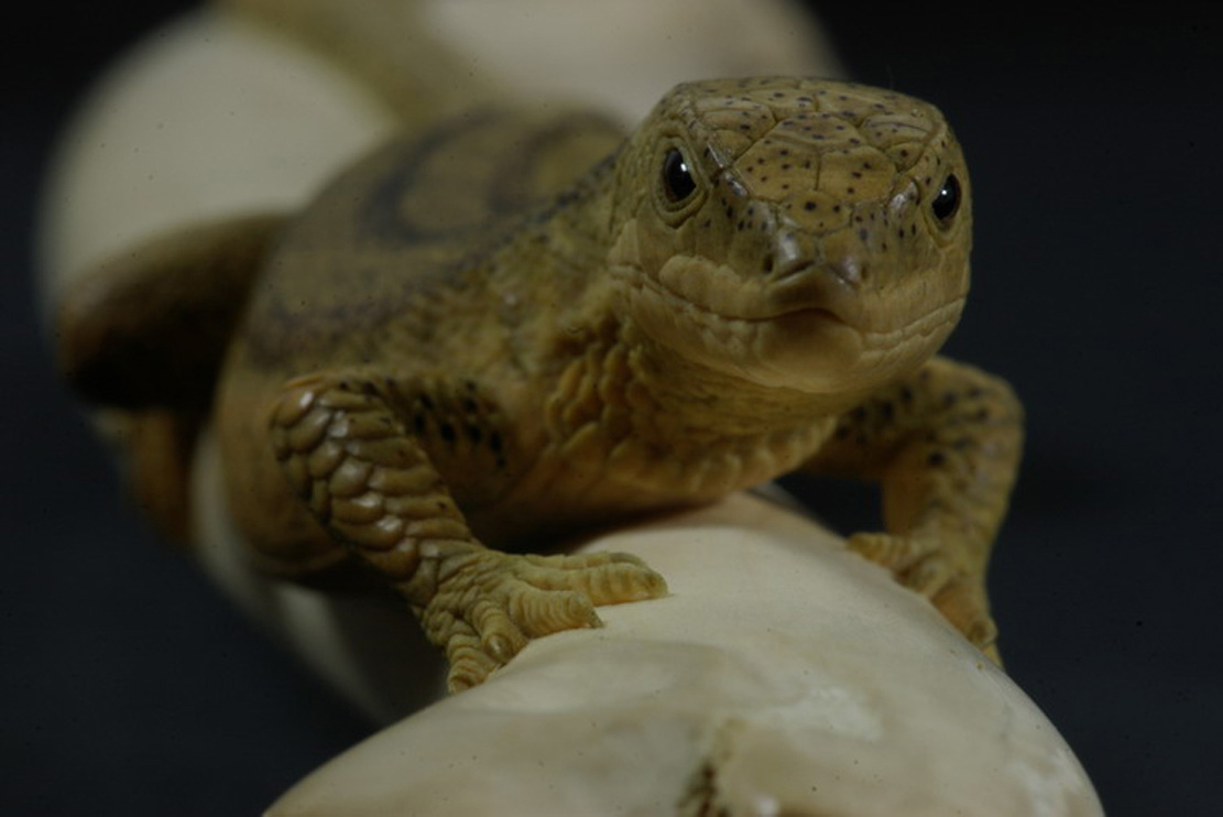 LIZARD ON BONE, Eidechse, Knochen, Cornel, Schneider, Boxwood, Buchsbaum,  jpeg, jpg, scuplture, Schnitzerei, Carving, sashi, netsuke, 