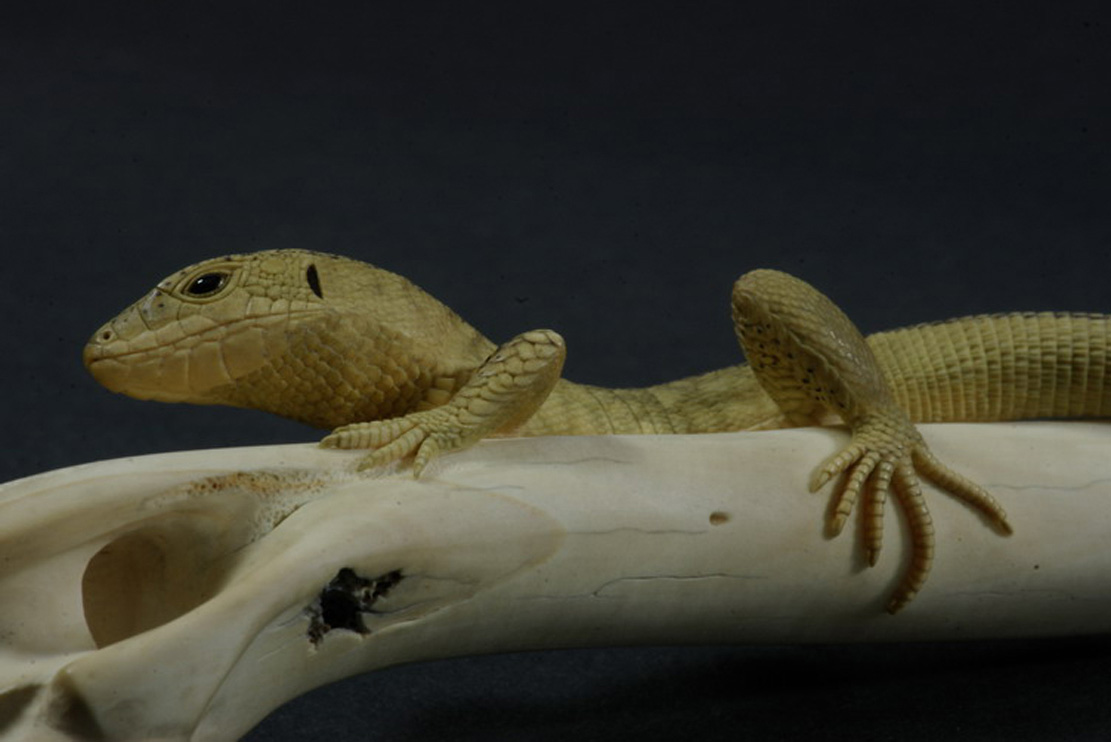 LIZARD ON BONE, Eidechse, Knochen, Cornel, Schneider, Boxwood, Buchsbaum,  jpeg, jpg, scuplture, Schnitzerei, Carving, sashi, netsuke, 