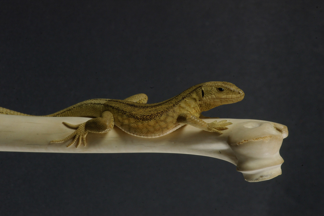 LIZARD ON BONE, Eidechse, Knochen, Cornel, Schneider, Boxwood, Buchsbaum,  jpeg, jpg, scuplture, Schnitzerei, Carving, sashi, netsuke, 