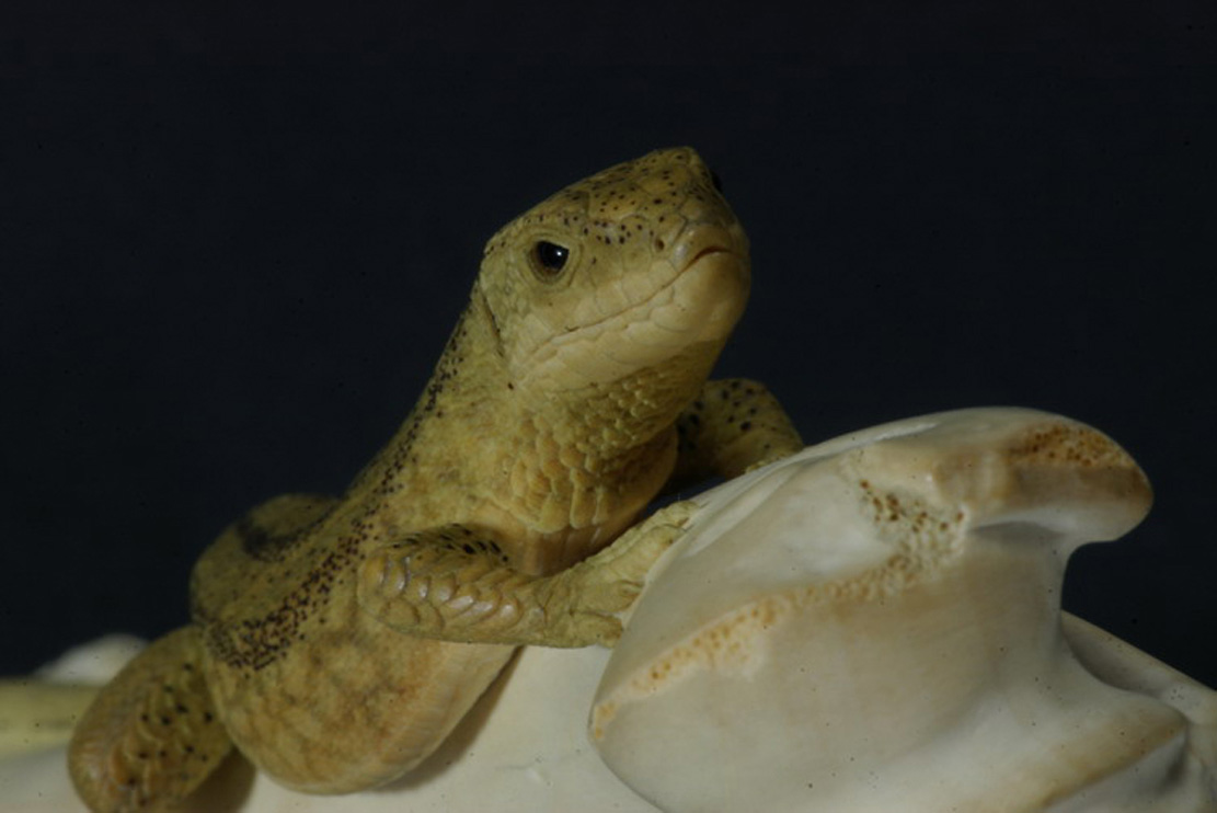 LIZARD ON BONE, Eidechse, Knochen, Cornel, Schneider, Boxwood, Buchsbaum,  jpeg, jpg, scuplture, Schnitzerei, Carving, sashi, netsuke, 